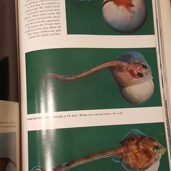 *SOLD* WONDROUS WORLD OF FISHES 1969 NEW ENLARGED - Picture 13 of 14